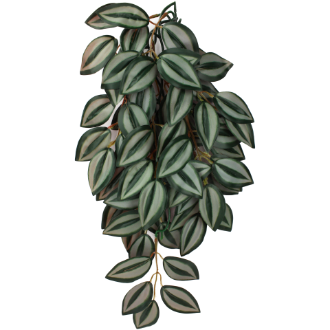 Komodo Zebrina Climbing Plant Large