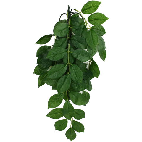 Komodo Green Leaf Climbing Plant Small