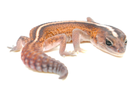 Sub Adult Patternless African Fat Tailed Geckos