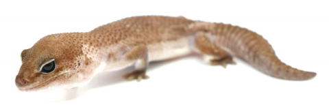 Sub Adult Oreo Patternless African Fat Tailed Geckos