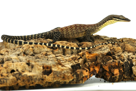 Baby Kimberly Rock Monitors