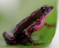 Purple Harlequin Toads