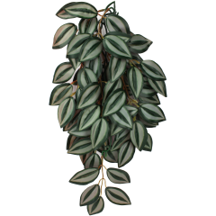 Komodo Zebrina Climbing Plant Large