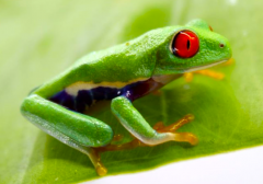 Baby Red Eyed Tree Frogs