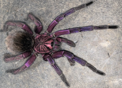 Colombian Blue Bloom Bird Eating Tarantula Adult Male